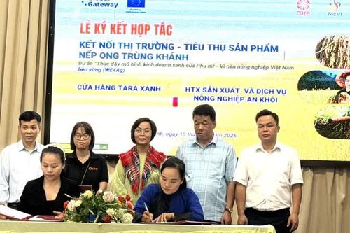 Đánh giá kết quả và kết nối nhân rộng mô hình sản xuất gạo nếp Ong vi sinh