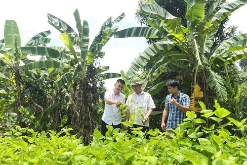 Bảo Lạc diện tích dâu tằm đạt 179,2% kế hoạch