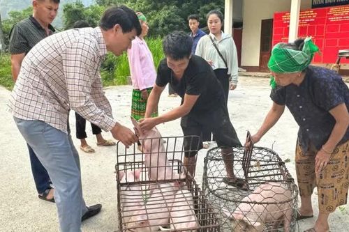 Xã Thông Nông cấp phát 355 con lợn phát triển mô hình giảm nghèo