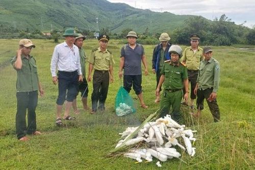 Tp. Huế: Xã Chân Mây - Lăng Cô ra quân xử lý bẫy cò, bảo vệ đa dạng sinh học