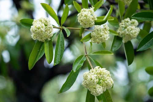 Vì sao mùi hoa sữa khiến nhiều người đau đầu, buồn nôn?