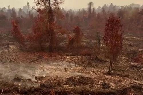 Indonesia cân nhắc các phương án hỗ trợ quốc tế ứng phó cháy rừng