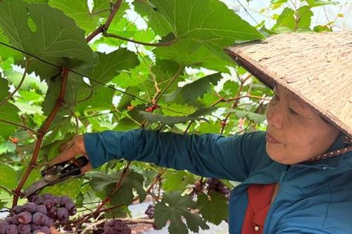 Dấu ấn phụ nữ trong đổi mới nông nghiệp