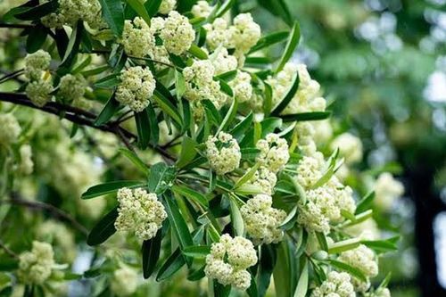 Làm gì để hạn chế ảnh hưởng của mùi hoa sữa? Những người này cần lưu ý