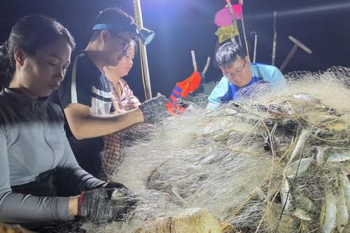 Ngư dân Hà Tĩnh trúng đậm cá bạc má