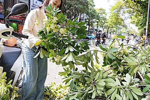 Hà Nội cắt tỉa hoa sữa, nhiều người tranh thủ nhặt mang về cắm