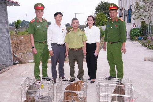 Nhiều người dân Hải Phòng bắt được cá thể khỉ quý hiếm đi lạc