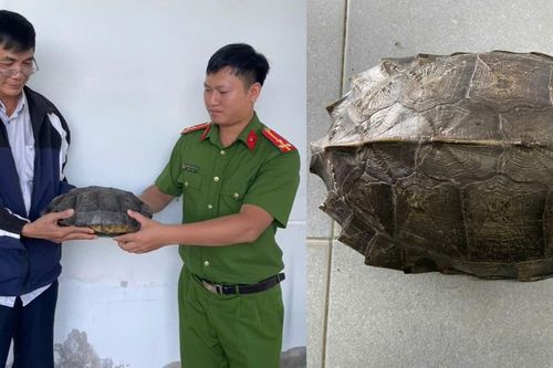 Người đàn ông làm điều đáng khen khi thấy rùa đất lớn băng qua đường
