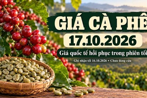 Giá cà phê hôm nay 17.10.2026: Robusta tăng trở lại
