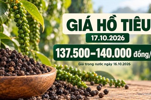 Giá hồ tiêu hôm nay 17.10.2026: Chờ lực mua sau phiên giảm