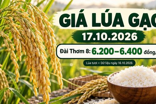 Giá lúa gạo hôm nay 17.10.2026: Sức mua quyết định nhịp mới
