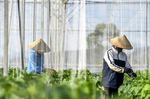 Ban hành Chuẩn chương trình đào tạo lĩnh vực sản xuất và chế biến