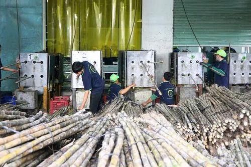 Cây mía Cần Thơ tìm đường xuất khẩu, mở lối ra cho nông dân