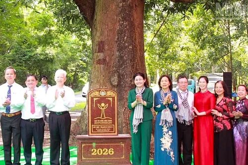 Hai cây cổ thụ tại Di tích Tà Thiết được công nhận cây di sản Việt Nam