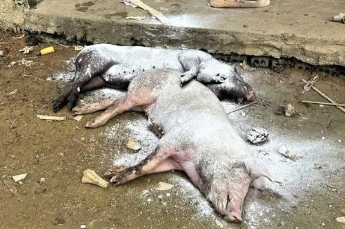 Dịch tả lợn châu Phi diễn biến phức tạp tại một số địa phương ở Nghệ An