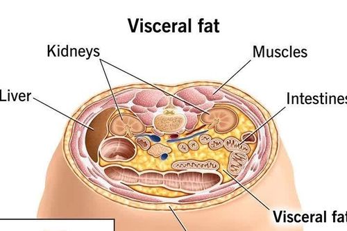 Nghiên cứu mới về thuốc tiêu diệt tế bào mỡ, giúp kiểm soát cân nặng lâu dài
