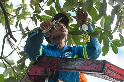 Những loại cây nào sẽ thay thế sau khi di dời hoa sữa ở Hà Nội?