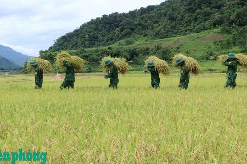 Đồn Biên phòng Đăk Nhoong giúp bệnh binh 92 tuổi thu hoạch lúa