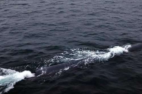 Triều Tiên thử nghiệm thành công ngư lôi mới trang bị AI