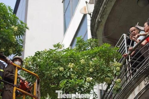 Hà Nội sẽ thay thế hoa sữa phố Nguyễn Du bằng cây sao đen