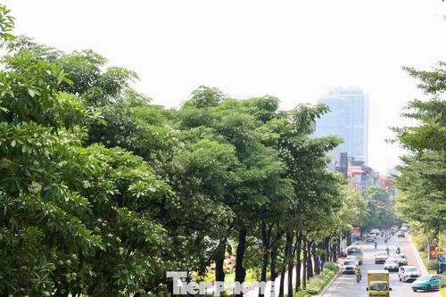 Diện mạo đường phố Hà Nội sau đợt cắt tỉa hoa sữa
