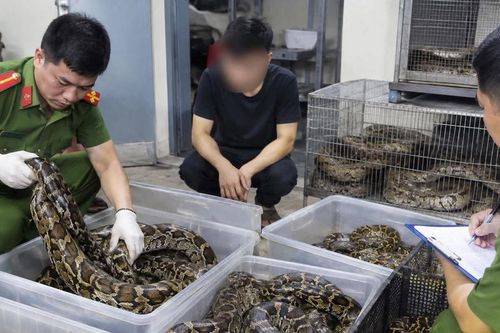 Hàng chục con trăn, rắn được nuôi nhốt trái phép giữa Thủ đô