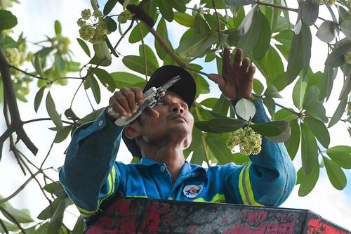 Hà Nội sẽ trồng cây gì thay thế khi di dời hoa sữa?