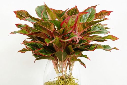 Cách trồng cây phú quý thủy sinh đơn giản, đón tài lộc, rước may mắn vào nhà