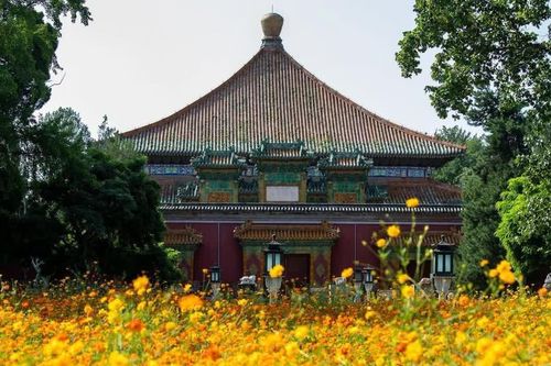 Thung lũng hoa cánh bướm nhuộm vàng mùa Thu Tân Thành