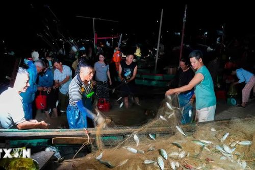 Ngư dân Hà Tĩnh trúng đậm luồng cá bạc má sau những chuyến vươn khơi