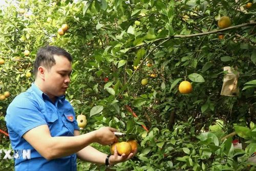 Bắc Ninh đặt mục tiêu số hóa 100% mã số vùng trồng phục vụ xuất khẩu