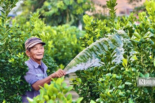 Gần 4 tháng nữa mới đến Tết, quất cảnh Hội An đã được thương lái đặt cọc gần hết