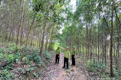 Giữ vững màu xanh đại ngàn