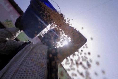 FAO cảnh báo rủi ro gia tăng đối với an ninh lương thực toàn cầu