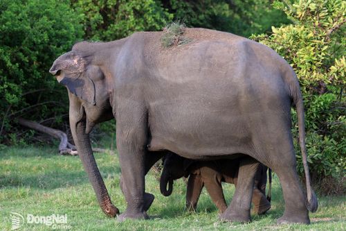 Ngắm voi hoang dã Sri Lanka dưới hoàng hôn