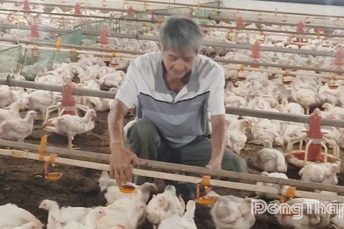 Đồng Tháp: Phát triển chăn nuôi theo hướng bền vững