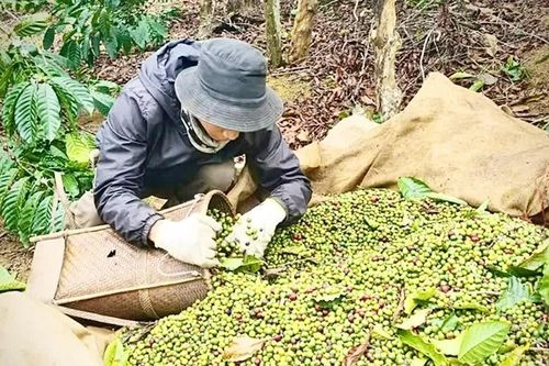 Xã Kbang hoàn thành rà soát dữ liệu vùng trồng sầu riêng, cà phê