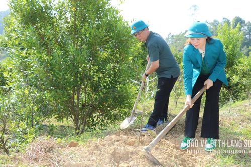 Hội Nông dân tỉnh hỗ trợ nông dân trồng cây mắc ca tại xã Cao Lộc