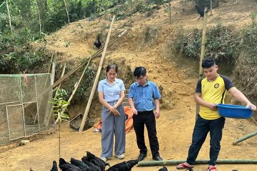 Võ Lao phát triển mô hình nuôi gà đen thả đồi