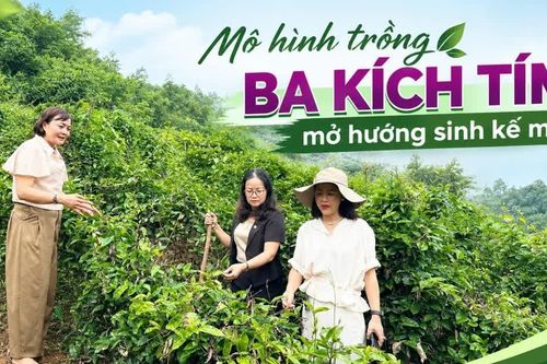 Mô hình trồng ba kích tím mở hướng sinh kế mới