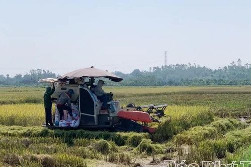 Yên Kỳ thúc đẩy sản xuất vụ Đông