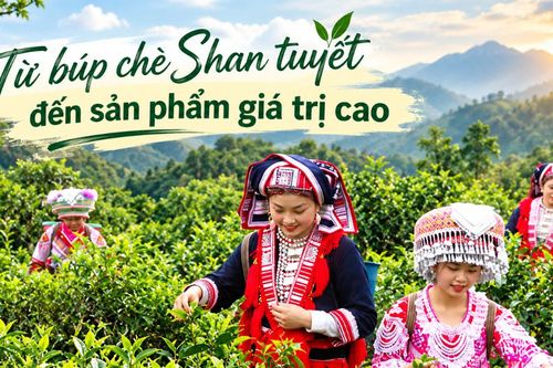 Từ búp chè Shan tuyết đến sản phẩm giá trị cao