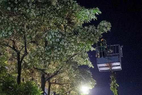 Công nhân cắt tỉa hoa sữa xuyên đêm