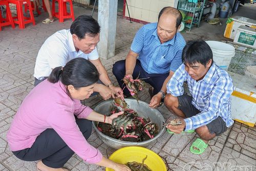 Ứng dụng công nghệ vi sinh trong mô hình nuôi tôm sú kết hợp cua ít thay nước