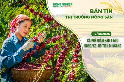Thị trường nông sản 17/10/2026: Cà phê giảm sâu 1.500 đồng/kg, hồ tiêu đi ngang