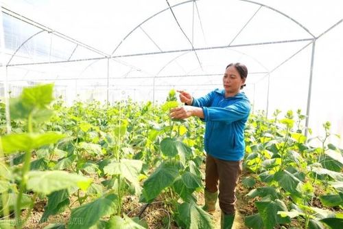 Tuyên Quang: Hội Nông dân đồng hành cùng hội viên phát triển kinh tế