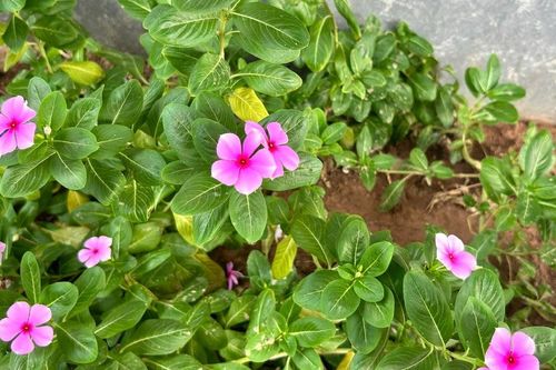 Cây dừa cạn nấu nước uống có tác dụng gì?
