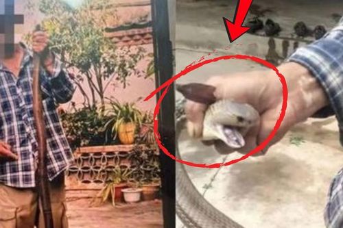 Người đàn ông 28 tuổi tử vong trong lúc chụp ảnh với rắn hổ mang