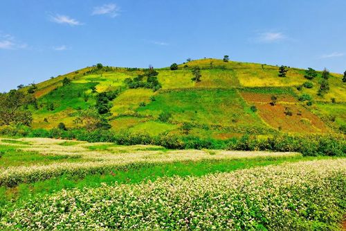 Chư Đang Ya mở rộng sức hút từ mùa hoa dã quỳ