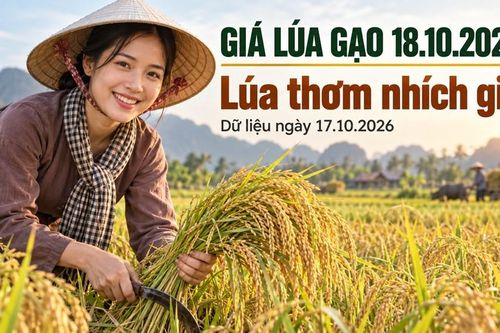 Giá lúa gạo hôm nay 18.10.2026: Lúa thơm chờ thêm lực mua